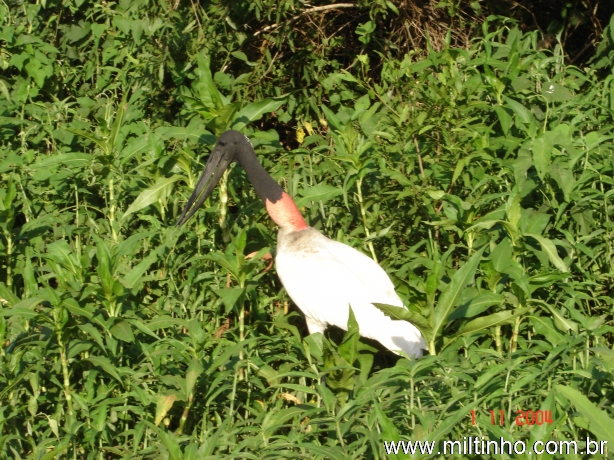 Foto - Lontra (24).jpg